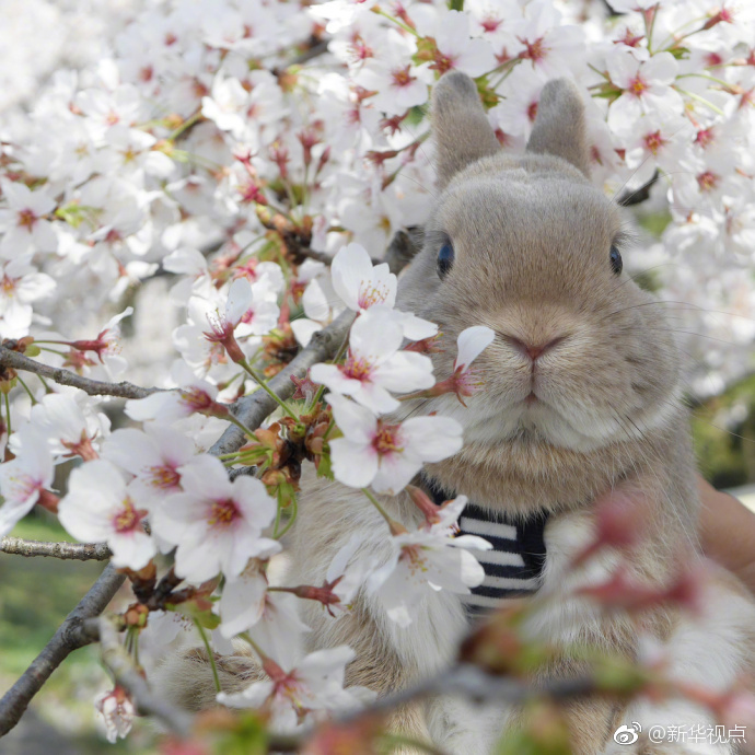 “大—厂 pe ”收购还没落定，彪马就暴涨了