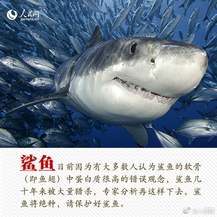 华泰期货：,铂、钯期货上市首日策略