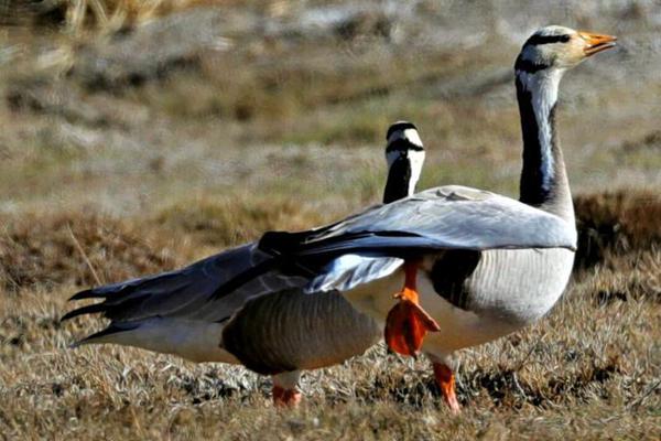 全;球股市动荡?引领资金买美债 分析师称10年期收益率下看3.5%