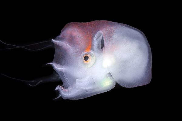 特斯拉!(tsla.us)q3交付量亮眼 富国银行却预警：好日子可能到头了