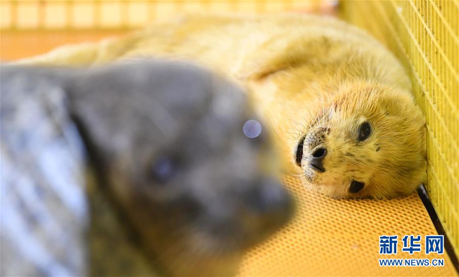 珞石机器人—港股ipo：{近}20亿赎回负债压顶 研发投入持续下滑暗藏危机